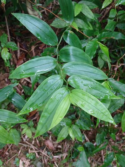 Disporum shimadae, photographed by 葉子