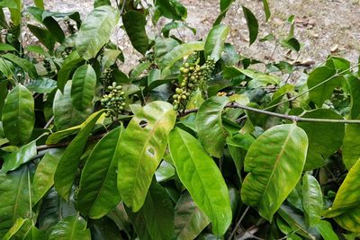 Gnetum gnemon, photographed by Cheongweei Gan