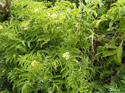 Sambucus gaudichaudiana, photographed by corunastylis