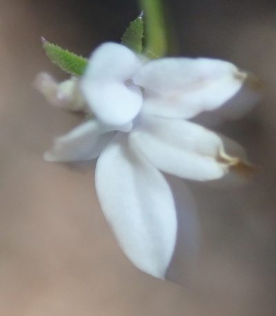 Monopsis alba, photographed by Nicola van Berkel