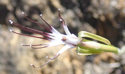 Holothrix etheliae, photographed by Nicola van Berkel