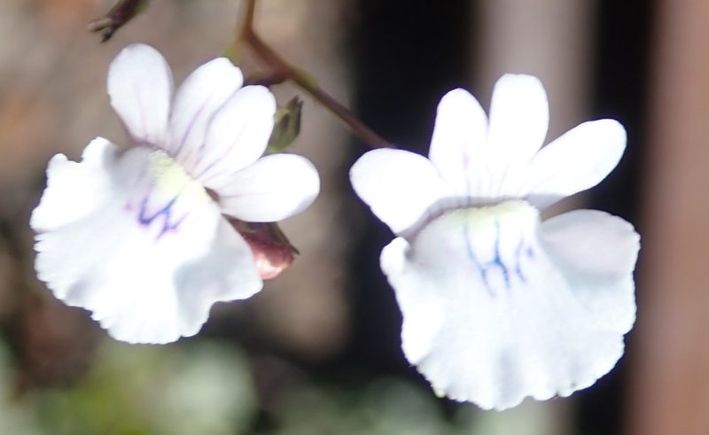 Nemesia elata, photographed by Nicola van Berkel