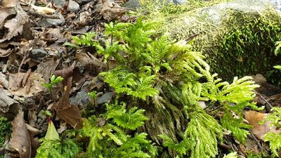 Hypnodendron arcuatum, photographed by Andrew Thornhill