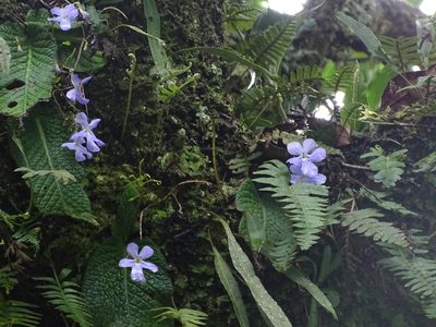 Streptocarpus silvaticus, photographed by Peter Warren