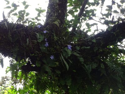 Streptocarpus silvaticus, photographed by Peter Warren