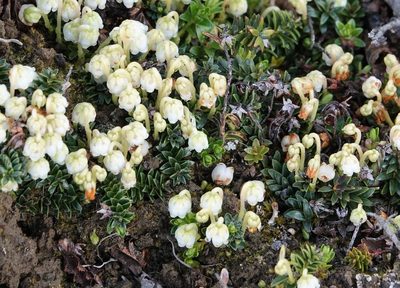 Gaultheria pumila, photographed by Paul Prior