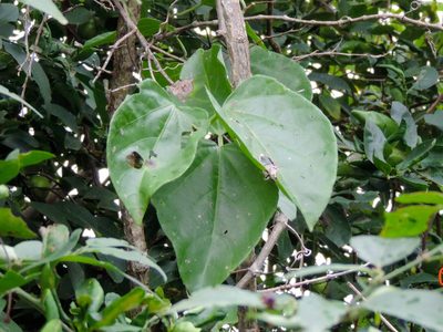 Cissus alata, photographed by Francisco Farriols Sarabia