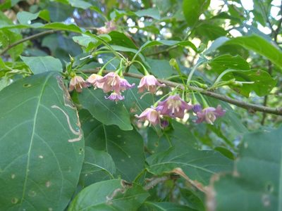 Vassobia breviflora, photographed by Malena Lorente