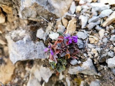 Polygala alpestris, photographed by Philipp Pavelka