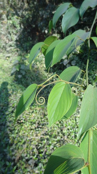 Gouania microcarpa, photographed by Siddarth Machado