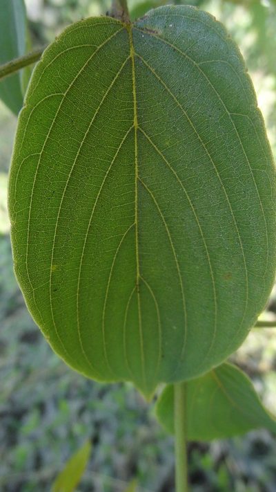 Gouania microcarpa, photographed by Siddarth Machado