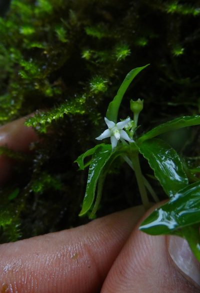 Argostemma verticillatum, photographed by Siddarth Machado