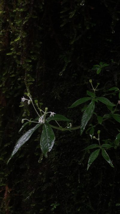 Argostemma verticillatum, photographed by Siddarth Machado
