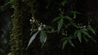 Argostemma verticillatum, photographed by Siddarth Machado