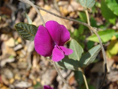 Cologania biloba, photographed by Alexis López Hernández