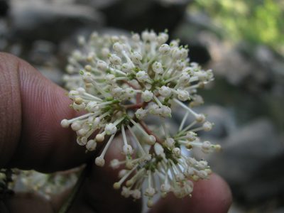 Ixora brachiata, photographed by Siddarth Machado