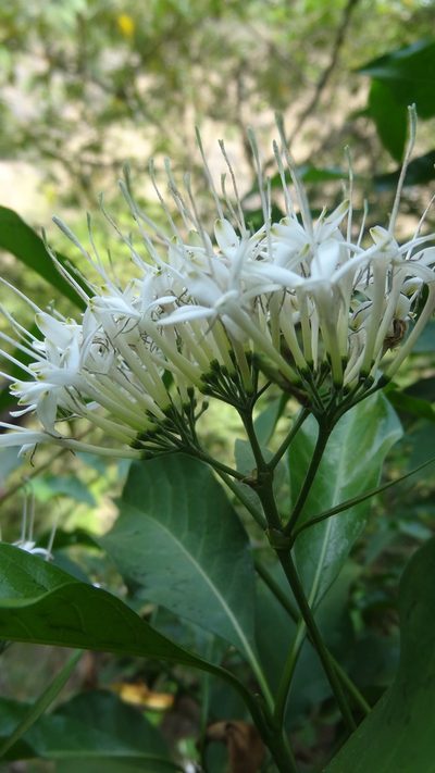 Pavetta indica, photographed by Siddarth Machado