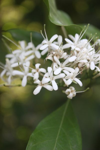 Pavetta indica, photographed by Siddarth Machado