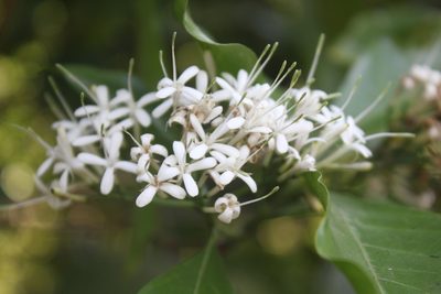 Pavetta indica, photographed by Siddarth Machado