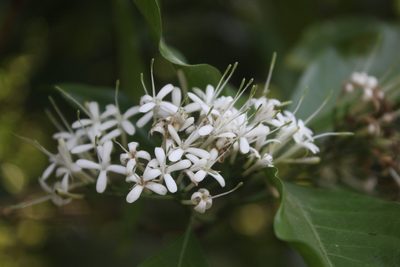 Pavetta indica, photographed by Siddarth Machado