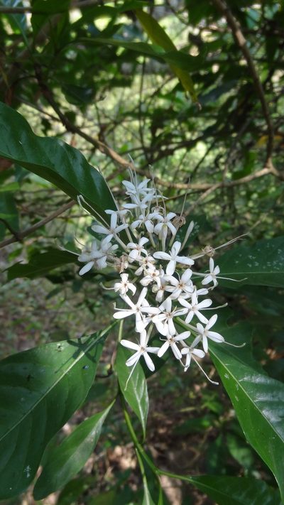 Pavetta indica, photographed by Siddarth Machado