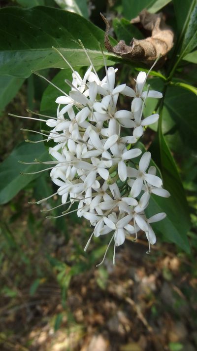 Pavetta indica, photographed by Siddarth Machado