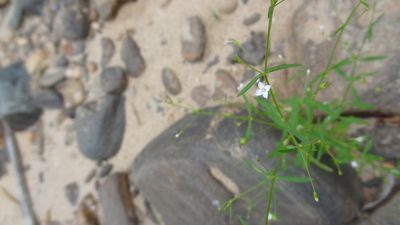 Oldenlandia herbacea, photographed by Siddarth Machado