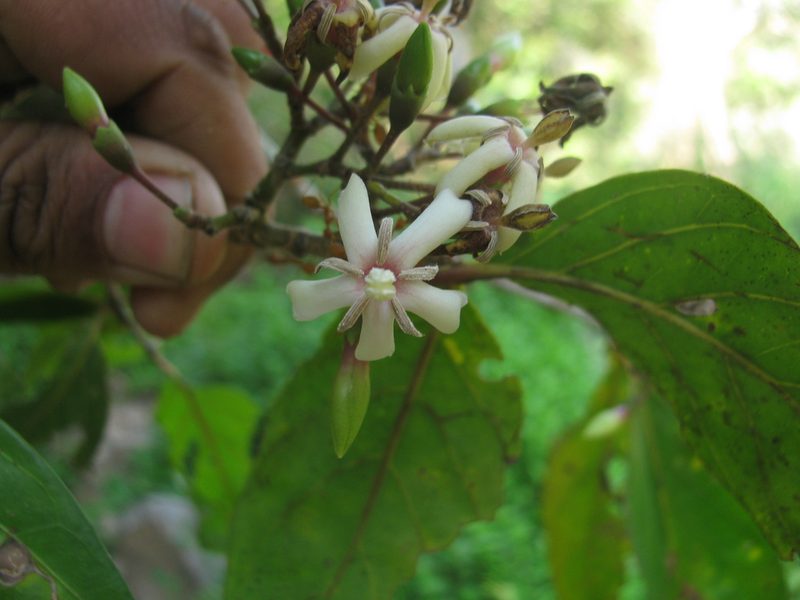 Oxyceros rugulosus, photographed by Siddarth Machado