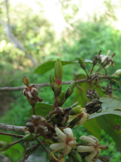 Oxyceros rugulosus, photographed by Siddarth Machado