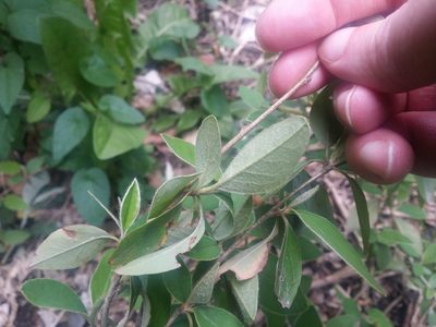 Cotoneaster pannosus, photographed by Ben Christiansen