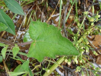 Salvia vitifolia, photographed by Alexis López Hernández