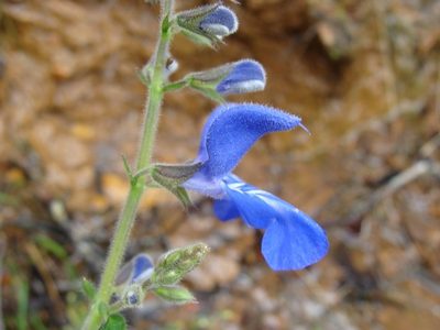Salvia vitifolia, photographed by Alexis López Hernández