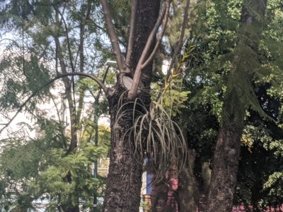 Tillandsia calothyrsus, photographed by Zoltán Stekkelpak