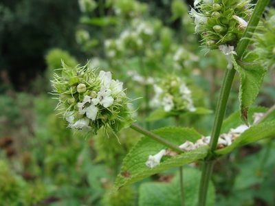 Lepechinia caulescens, photographed by Alexis López Hernández