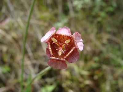 Tigridia multiflora, photographed by Alexis López Hernández