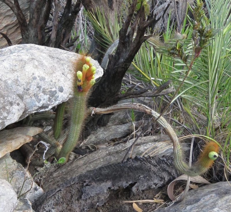 Cipocereus pleurocarpus, photographed by Rich Hoyer