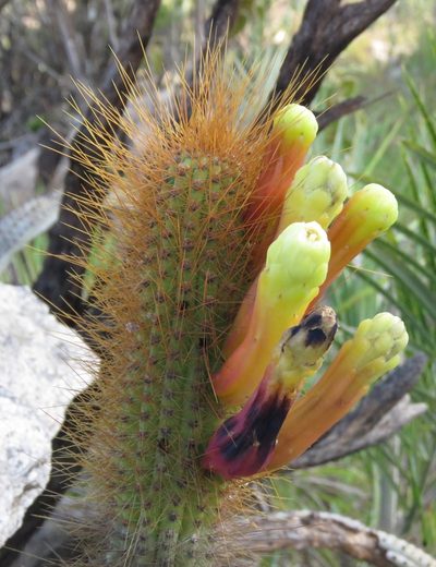 Cipocereus pleurocarpus, photographed by Rich Hoyer