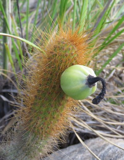 Cipocereus pleurocarpus, photographed by Rich Hoyer