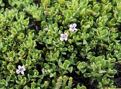 Clinopodium darwinii, photographed by Paul Prior
