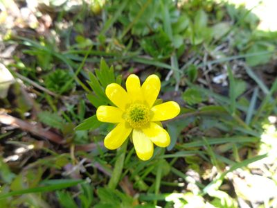 Ranunculus peduncularis, photographed by Pablo