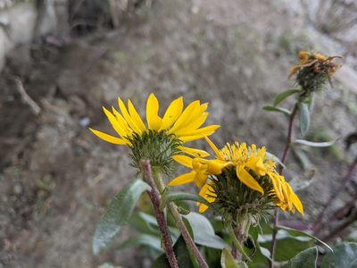 Grindelia integrifolia, photographed by John A Haskins