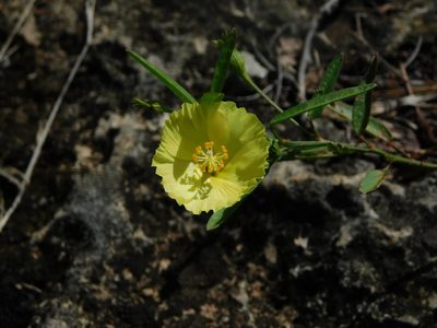Cienfuegosia yucatanensis, photographed by Mauricio Soto David