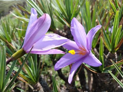 Vellozia compacta, photographed by Ronald Péret