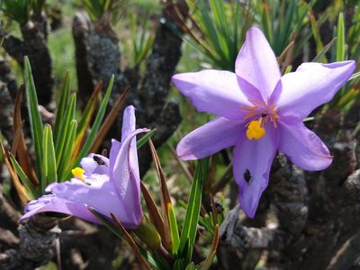 Vellozia compacta, photographed by Ronald Péret
