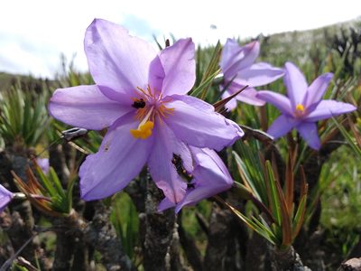 Vellozia compacta, photographed by Ronald Péret