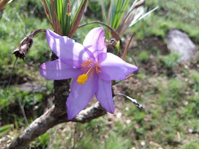 Vellozia compacta, photographed by Ronald Péret