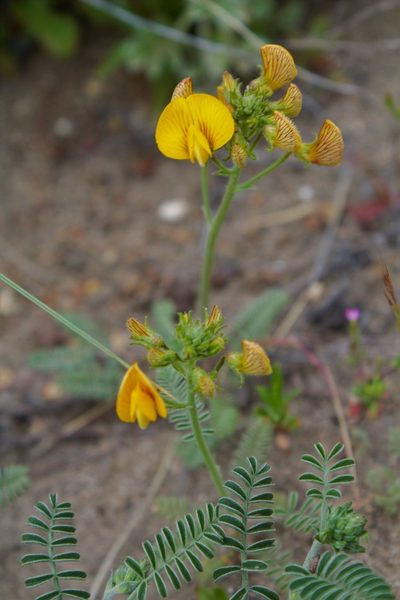 Adesmia corymbosa, photographed by Nelson Atencio