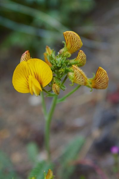 Adesmia corymbosa, photographed by Nelson Atencio