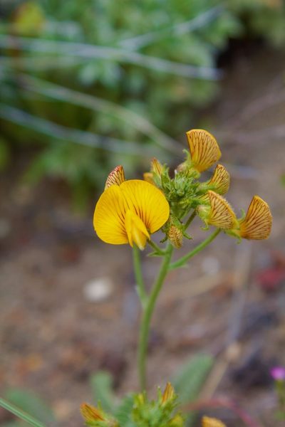 Adesmia corymbosa, photographed by Nelson Atencio