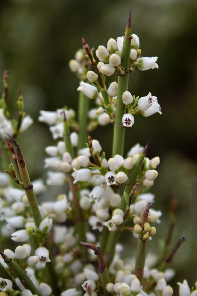 Discaria articulata, photographed by Nelson Atencio
